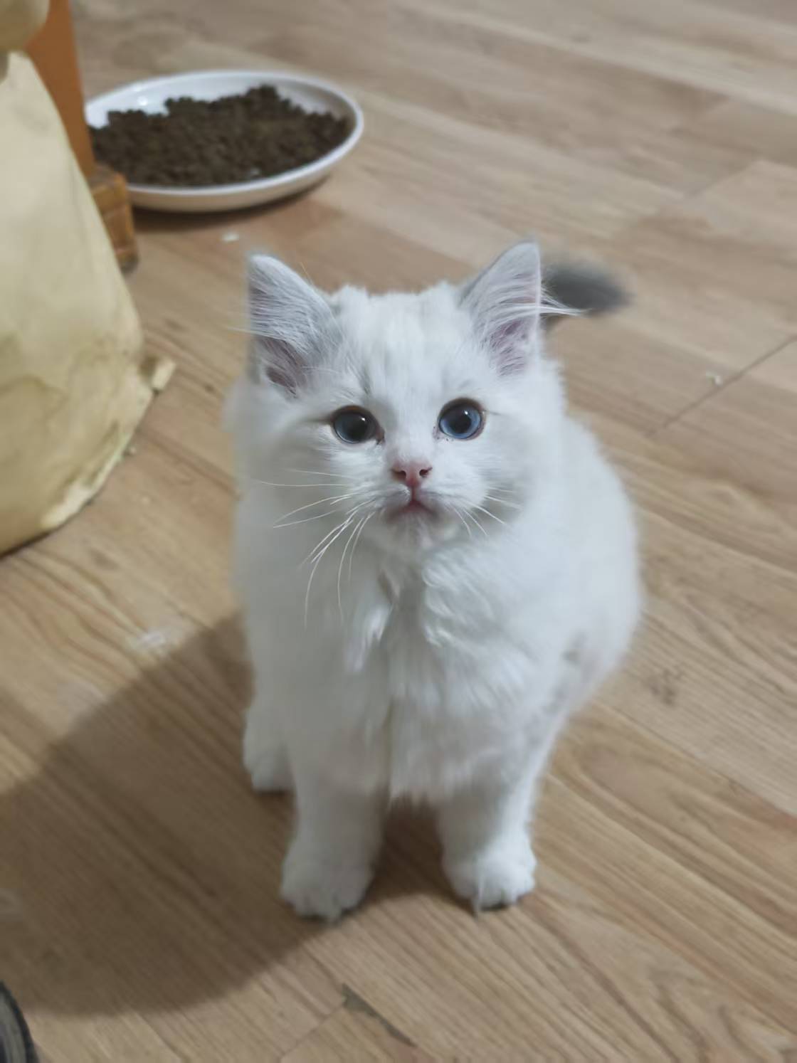 自家可爱纯种布偶猫，脸正